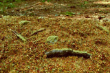 Model Scene. Diorama Scenic Mats Model Accessories Forest Base - Late Summer [variant_option4]