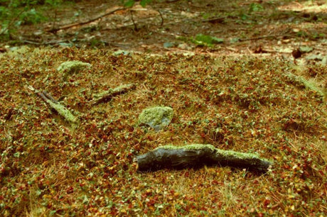 Model Scene. Diorama Scenic Mats Model Accessories Forest Base - Late Summer [variant_option4]